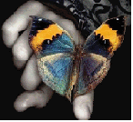 butterfly
